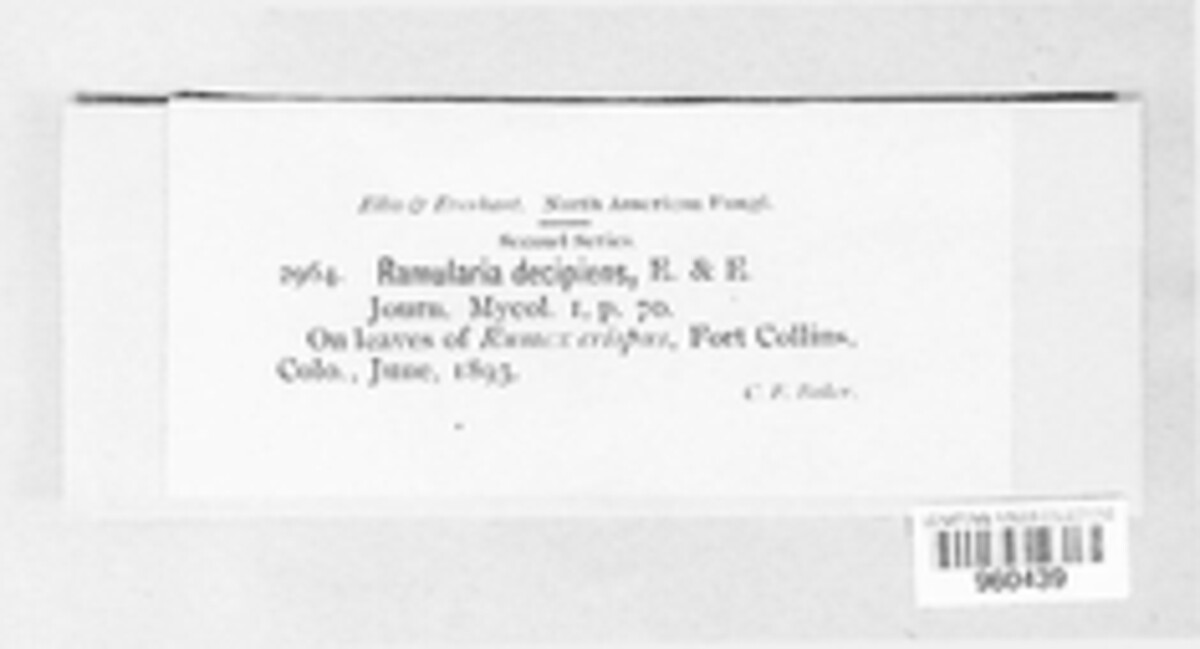 Ramularia decipiens image